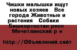   Чишки-малышки ищут новых хозяев - Все города Животные и растения » Собаки   . Башкортостан респ.,Мечетлинский р-н